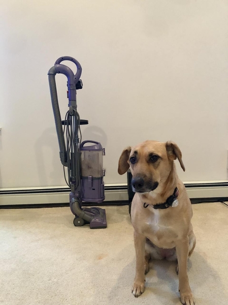 The 5 Best Vacuums For Pet Hair, Based On A Dog Owner’s Testing