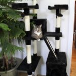 The 8 Best Cat Trees, According To Rigorous Feline Testing