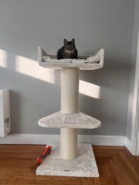 The 8 Best Cat Trees, According To Rigorous Feline Testing