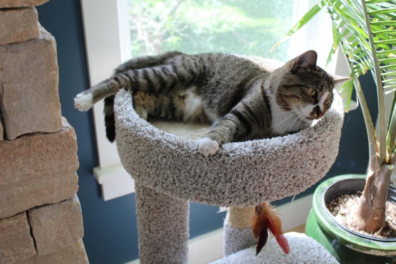 The 8 Best Cat Trees, According To Rigorous Feline Testing