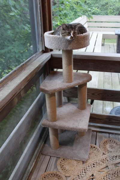 The 8 Best Cat Trees, According To Rigorous Feline Testing